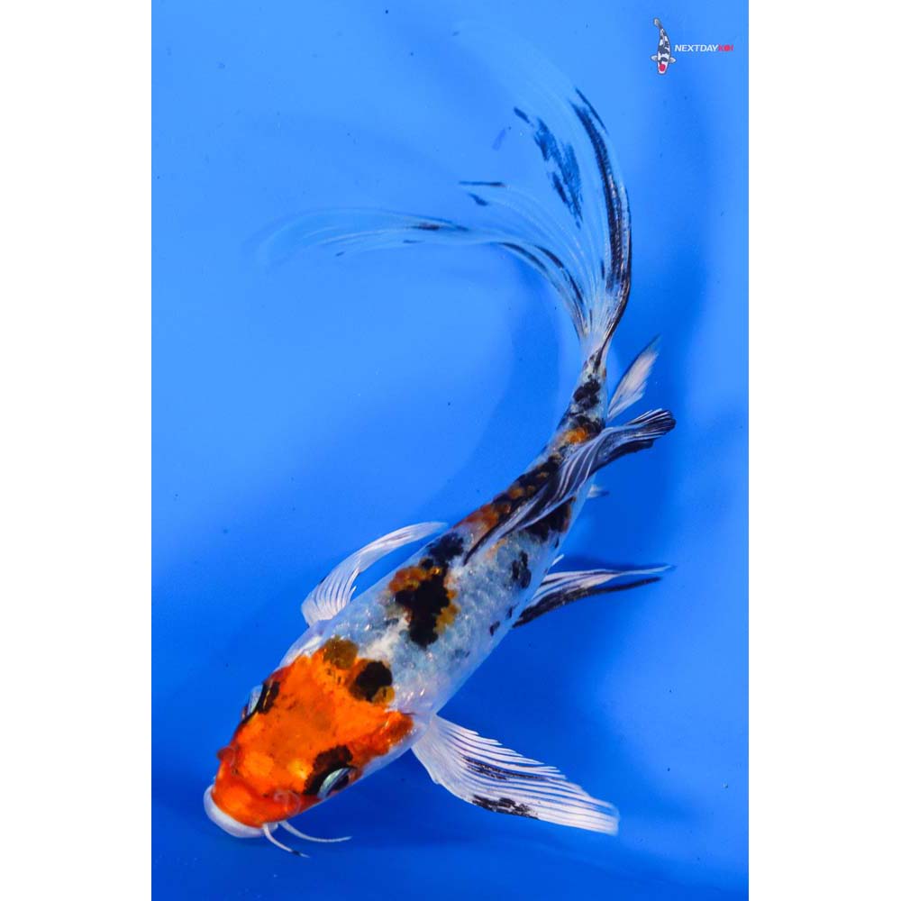 5.5” Imported Yamato Nishiki Butterfly Koi