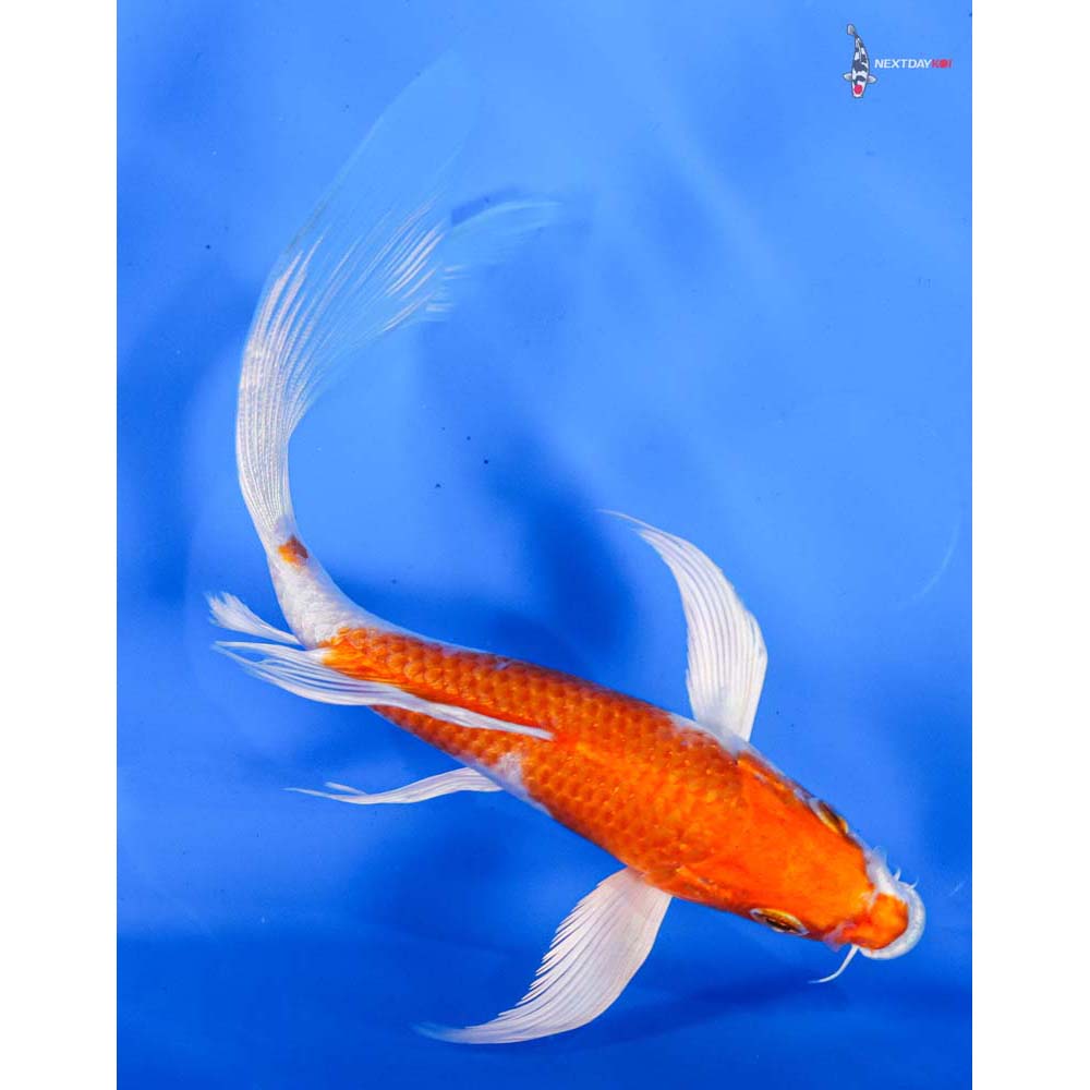 5.5” Imported Hariwake Butterfly Koi