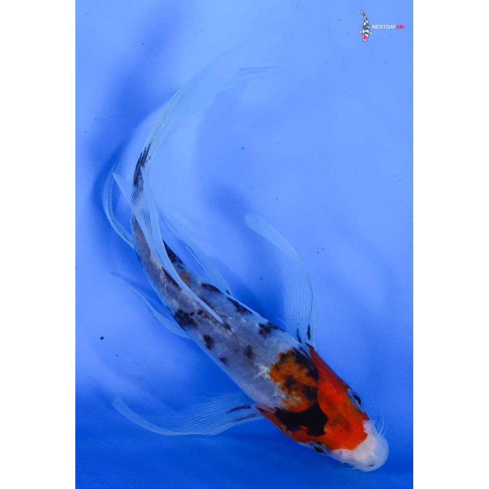 5.5” Imported Sanke Butterfly Koi