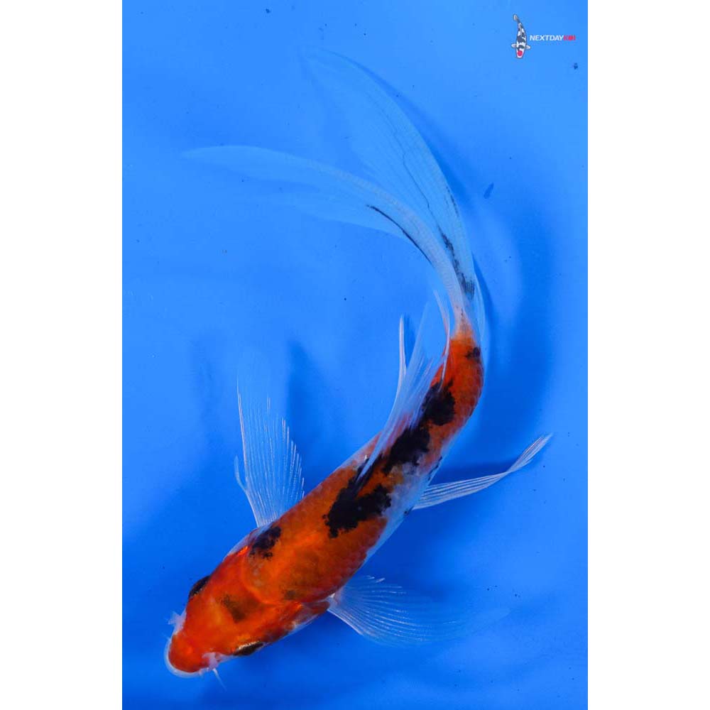 5.5” Imported Sanke Butterfly Koi