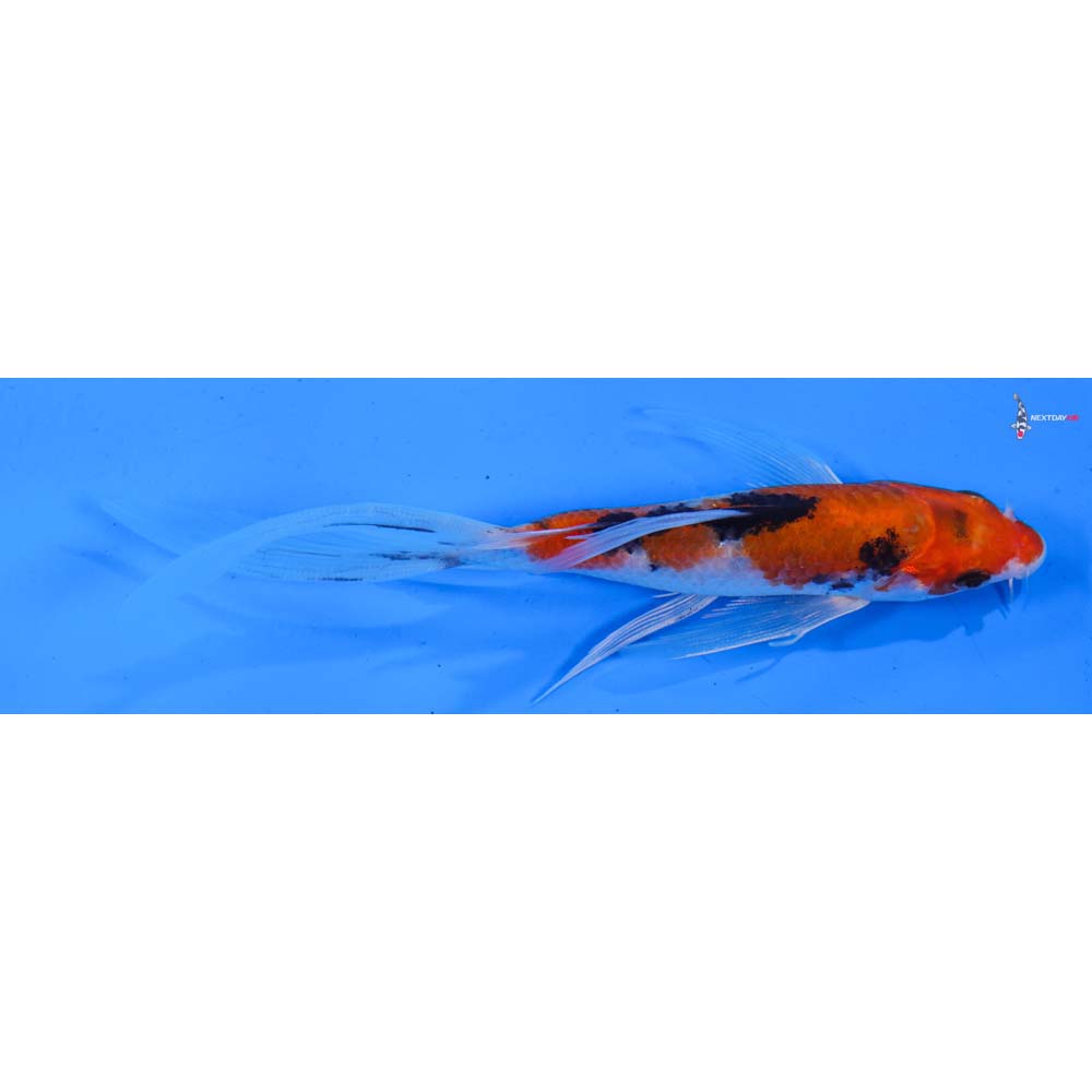 5.5” Imported Sanke Butterfly Koi