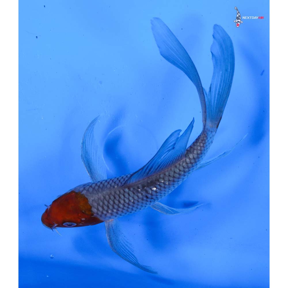 5.5” Imported Ochiba Shigure Butterfly Koi