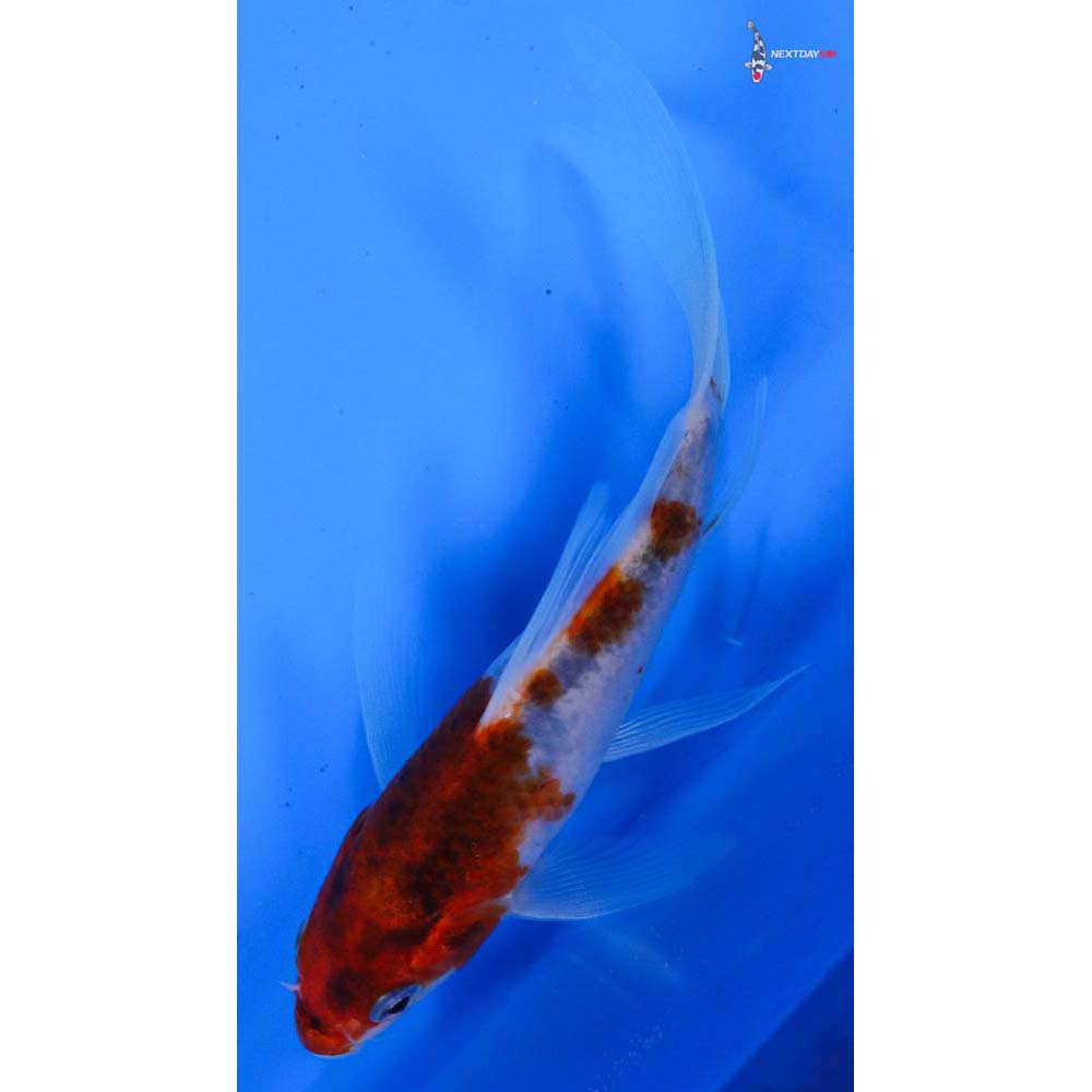 4.5” Imported Goromo Butterfly Koi