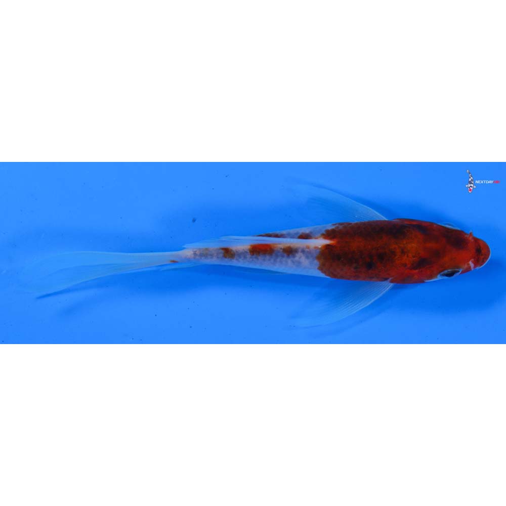 4.5” Imported Goromo Butterfly Koi