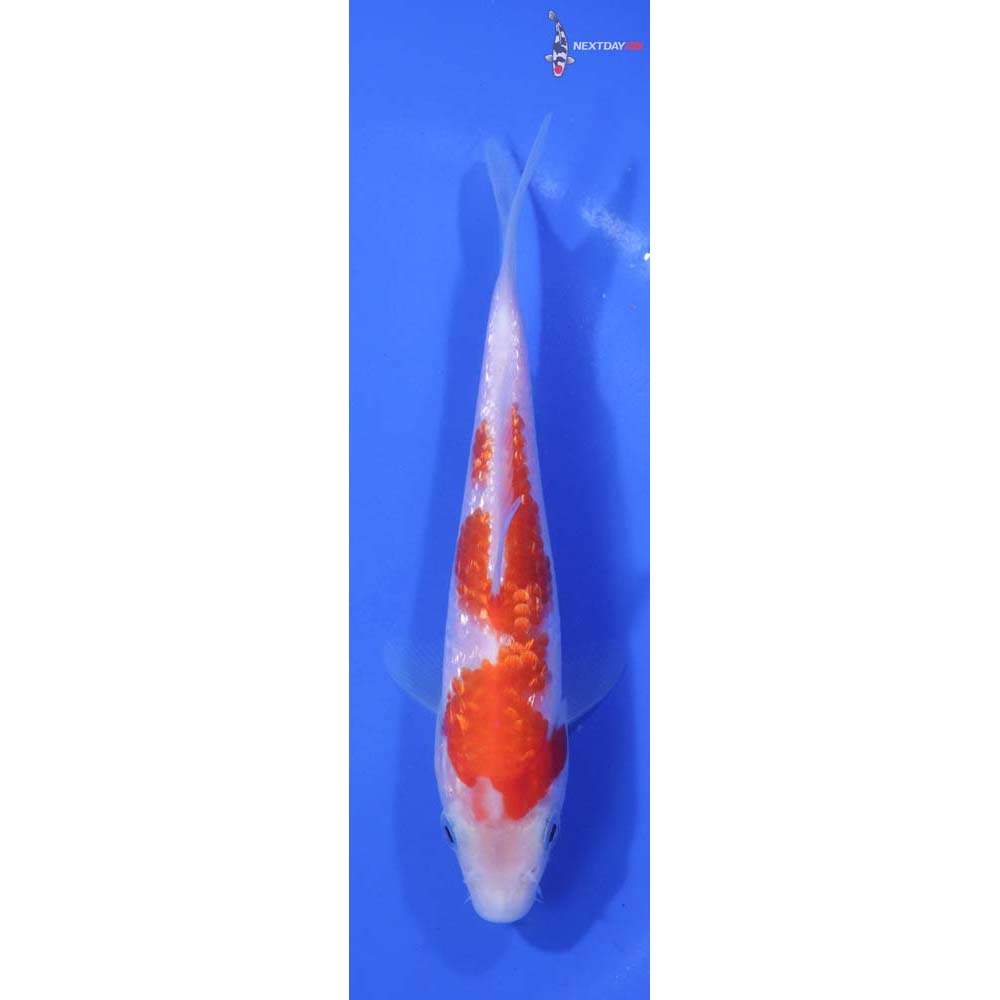 5” Imported Gin Rin Kohaku