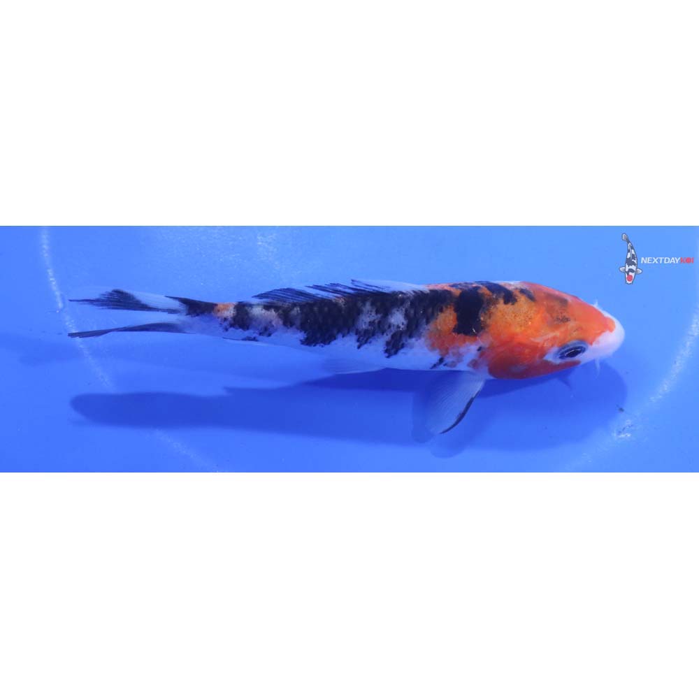 4.5” Imported Sanke