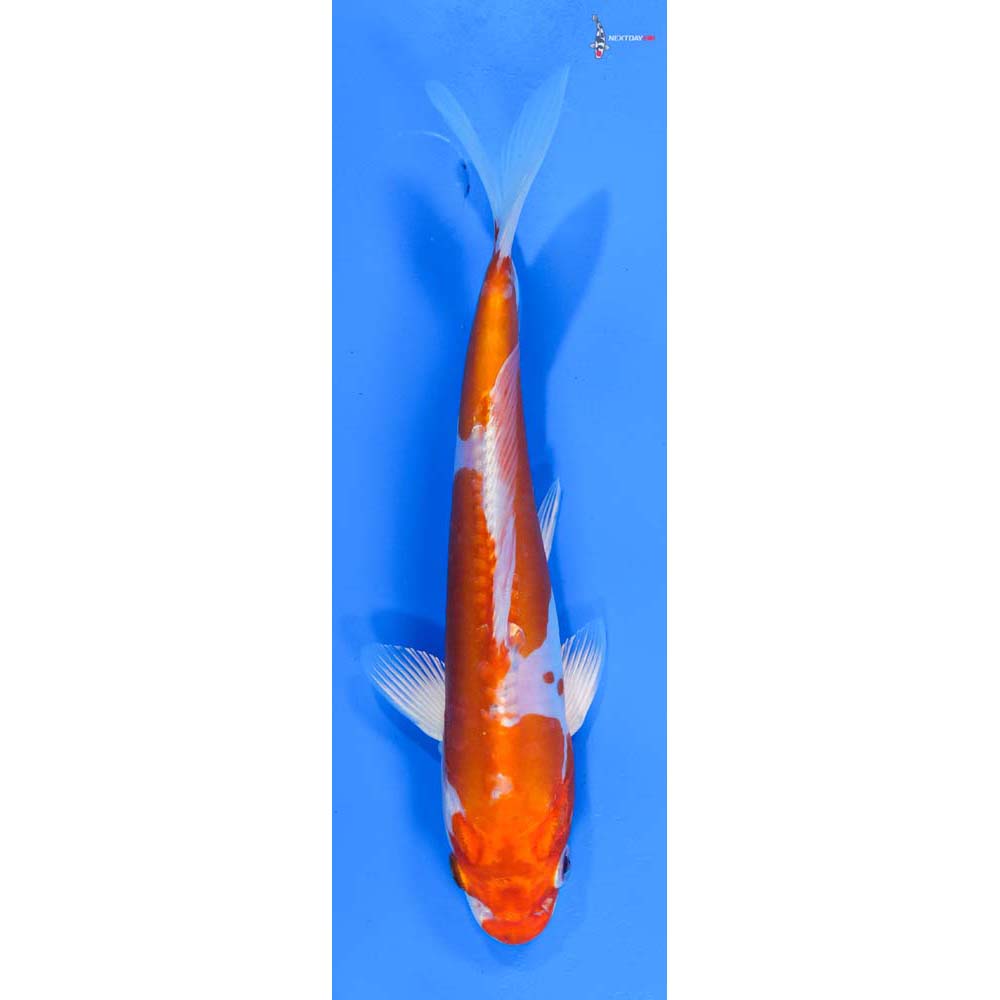 7.5” Imported Kikusui