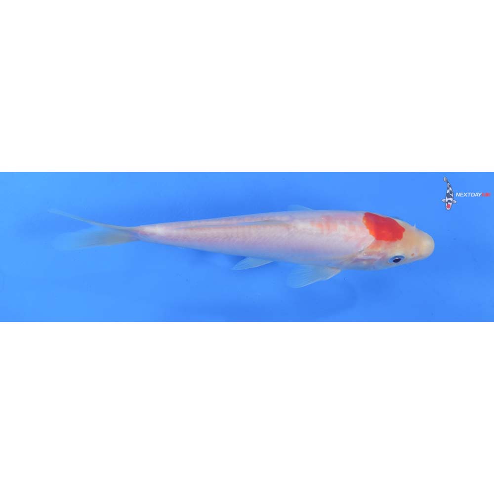 7” Imported Doitsu Kohaku