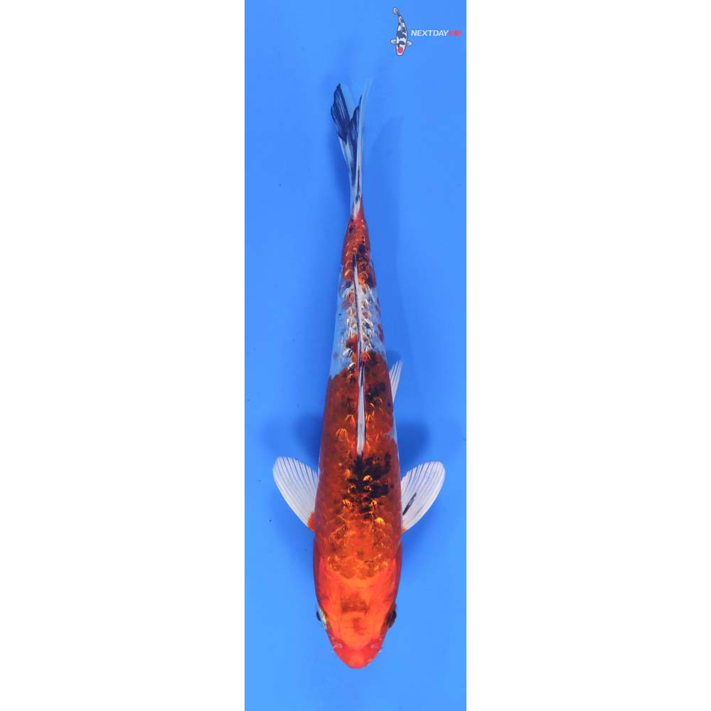 7.5” Imported Gin Rin Yamato Nishiki