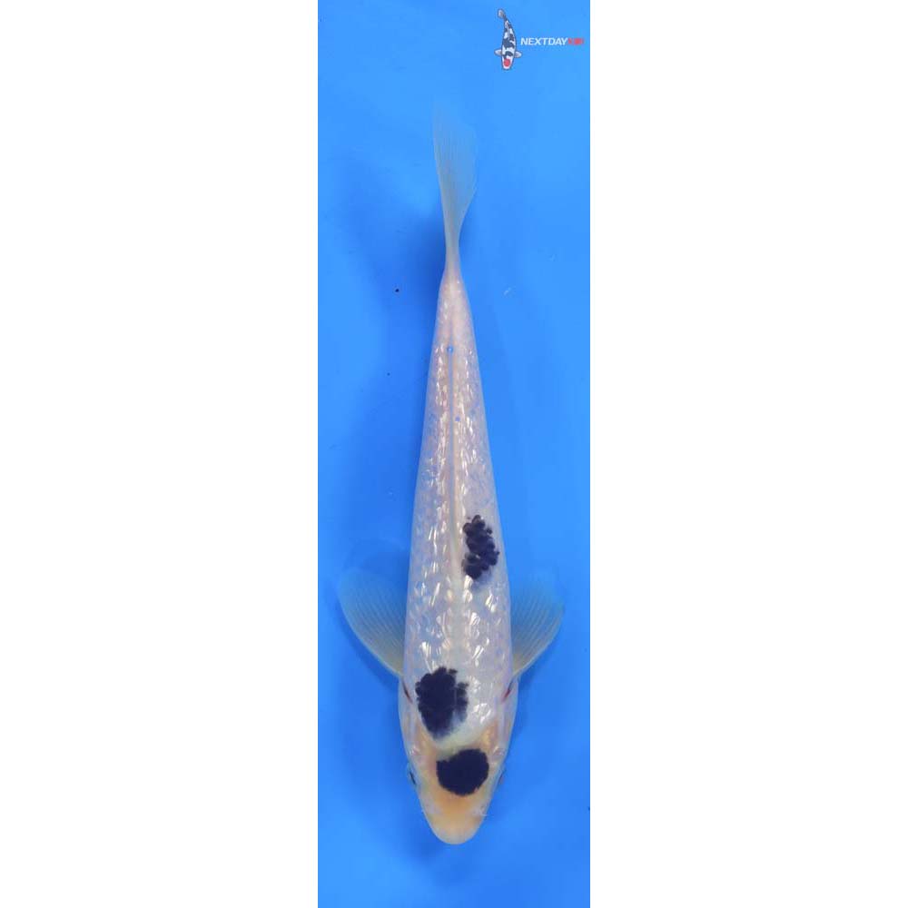 8” Imported Gin Rin Shiro Bekko
