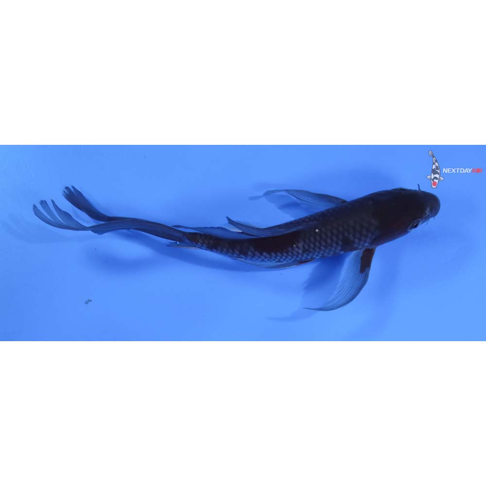 7.5” Imported Ochiba Shigure Butterfly Koi