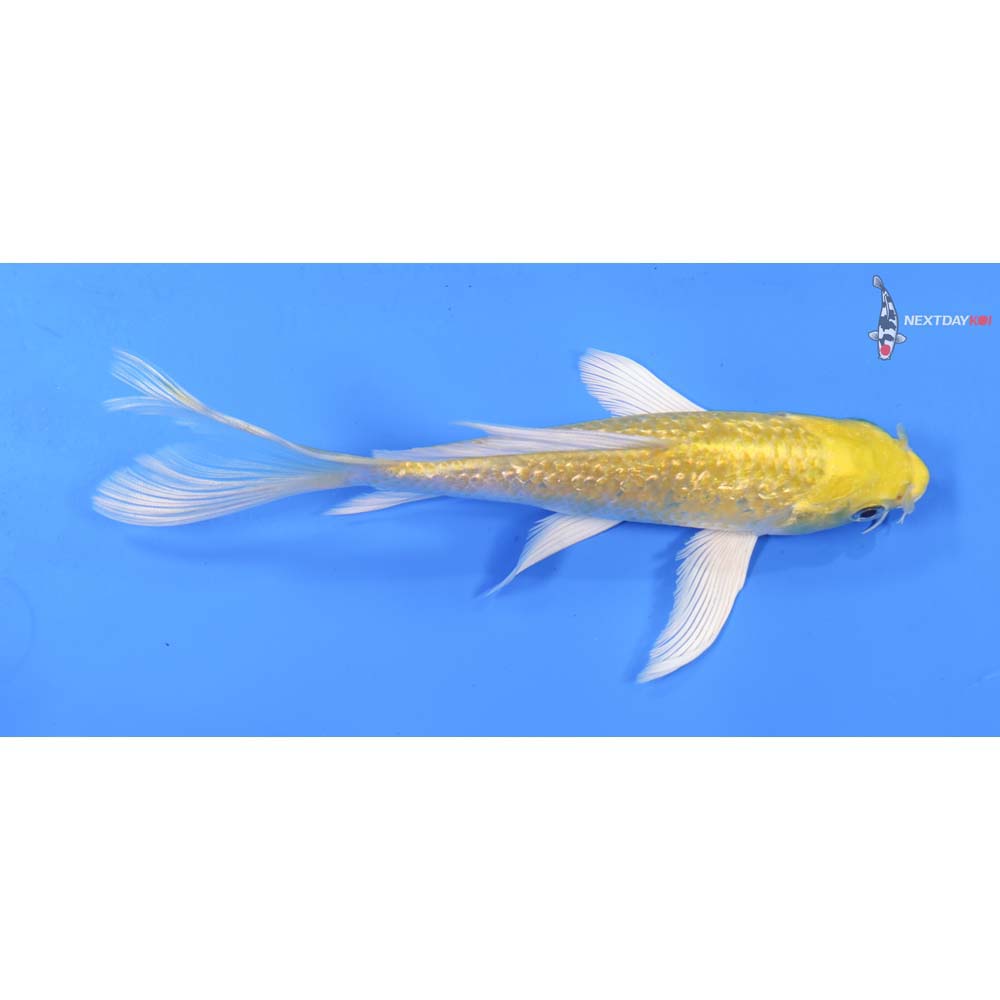 7” Imported Gin Rin Yamabuki Ogon Butterfly Koi