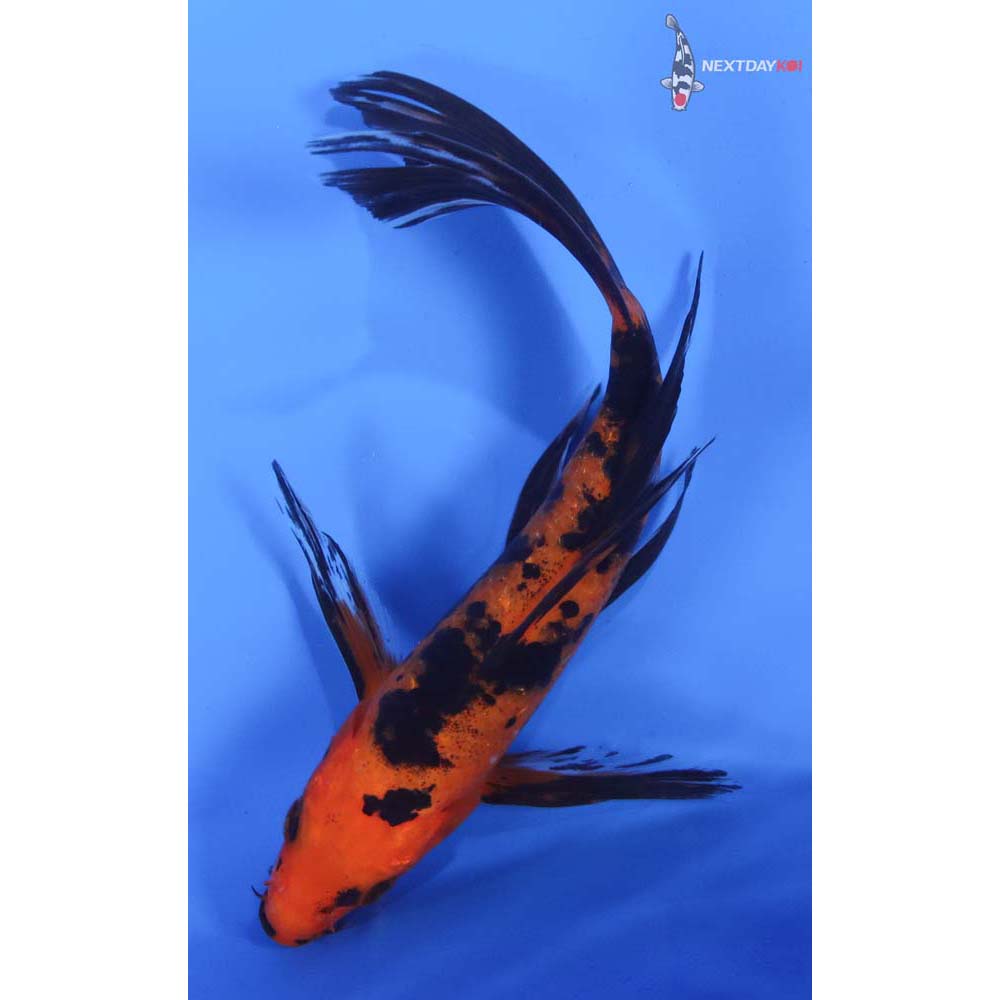 7” Imported Aka Bekko Butterfly Koi