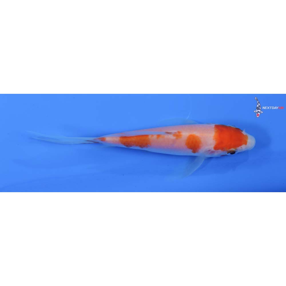4.5” Imported Kohaku Butterfly Koi