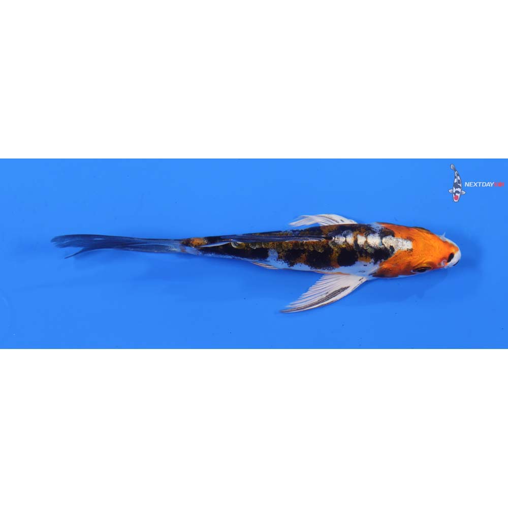 5” Imported Heisei Nishiki Butterfly Koi