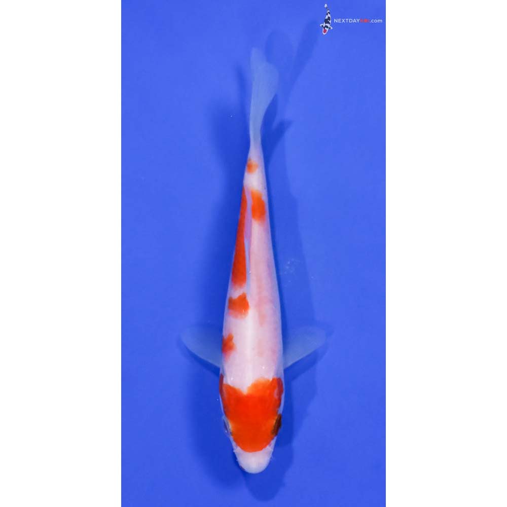 4.5” Imported Kohaku