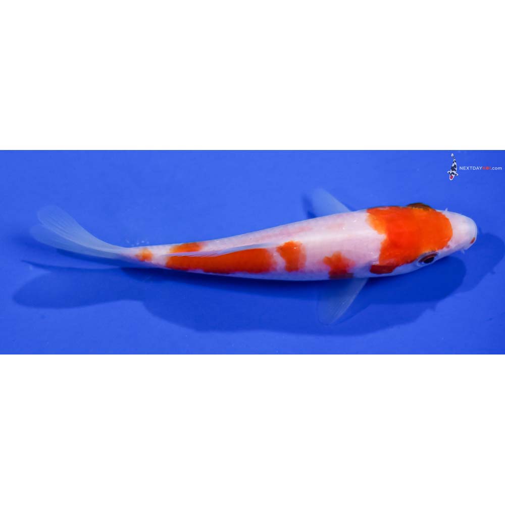 4.5” Imported Kohaku