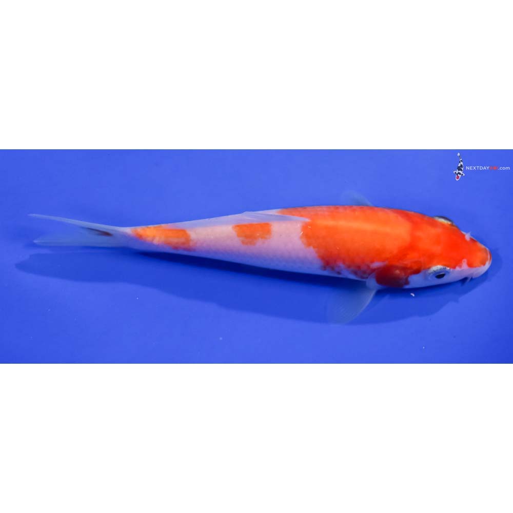 5.5” Imported Kohaku