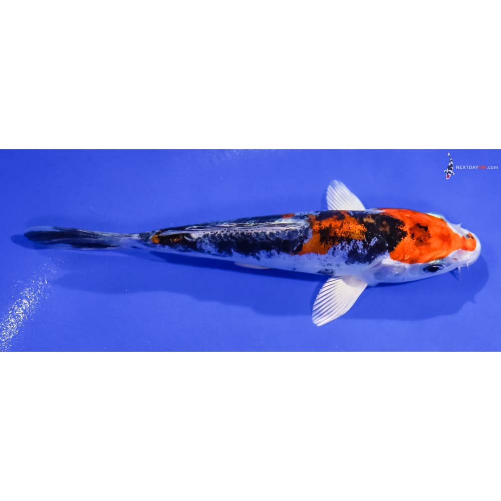 5.5” Imported Kin Kikokuryu