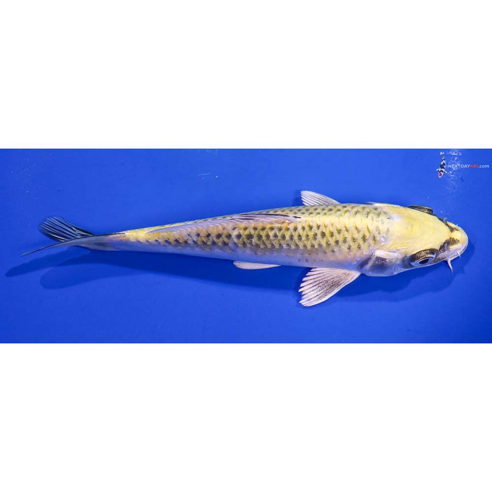 6” Imported Kujaku