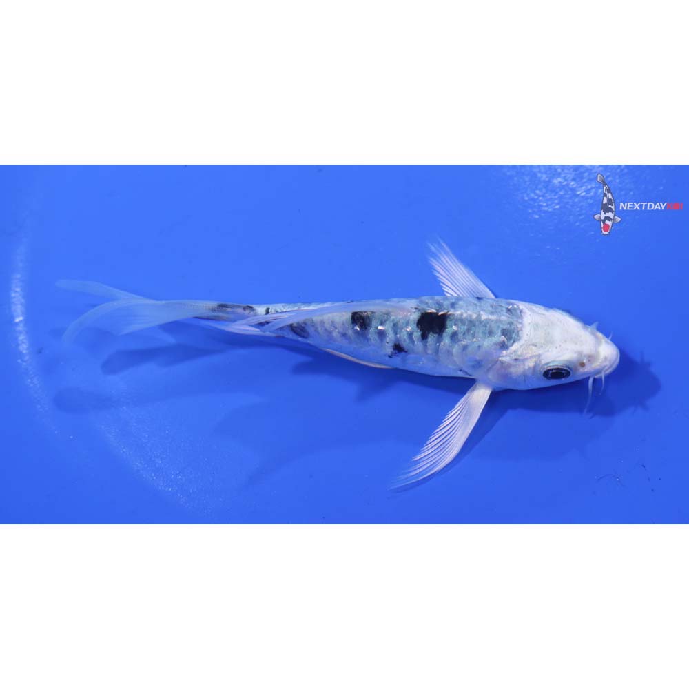 4.5” Imported Armor Scaled Gin Shiro Bekko Butterfly Koi