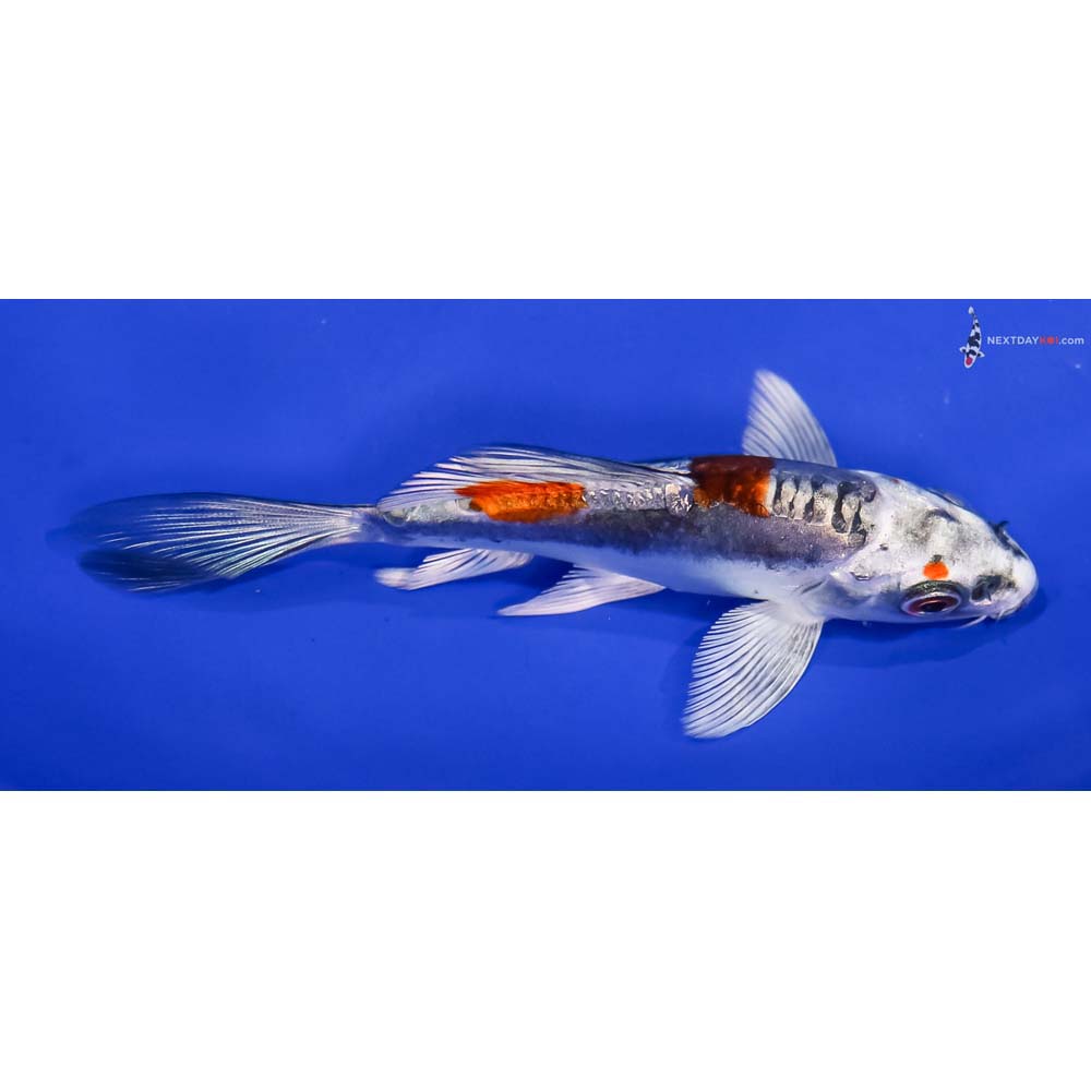 4” Imported Kin Kikokuryu Butterfly Koi