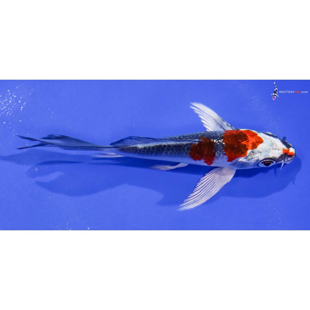 4” Imported Kujaku Butterfly Koi