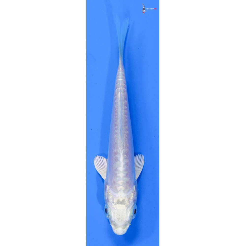 3.5” Imported Doitsu Platinum Ogon