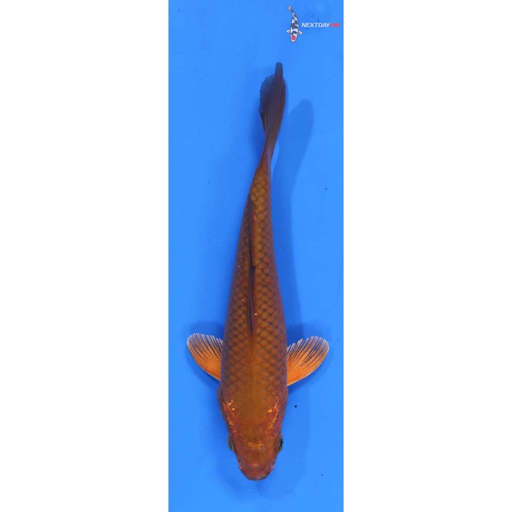 6.5” Imported Chagoi
