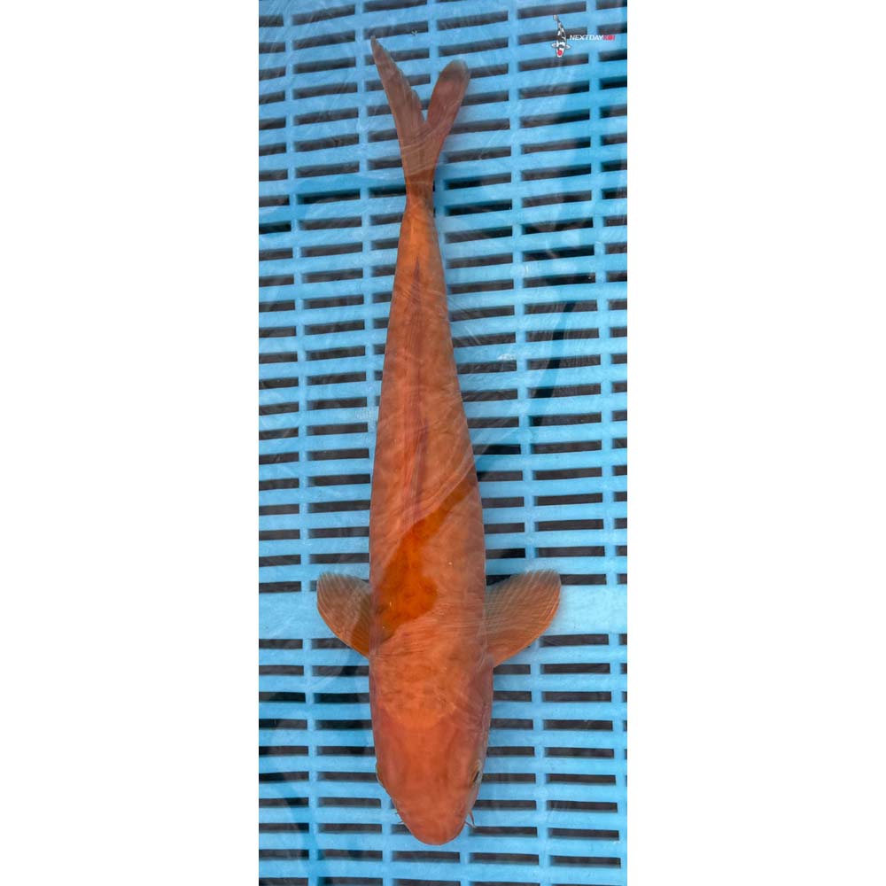12-14” Imported Armor Scaled Chagoi