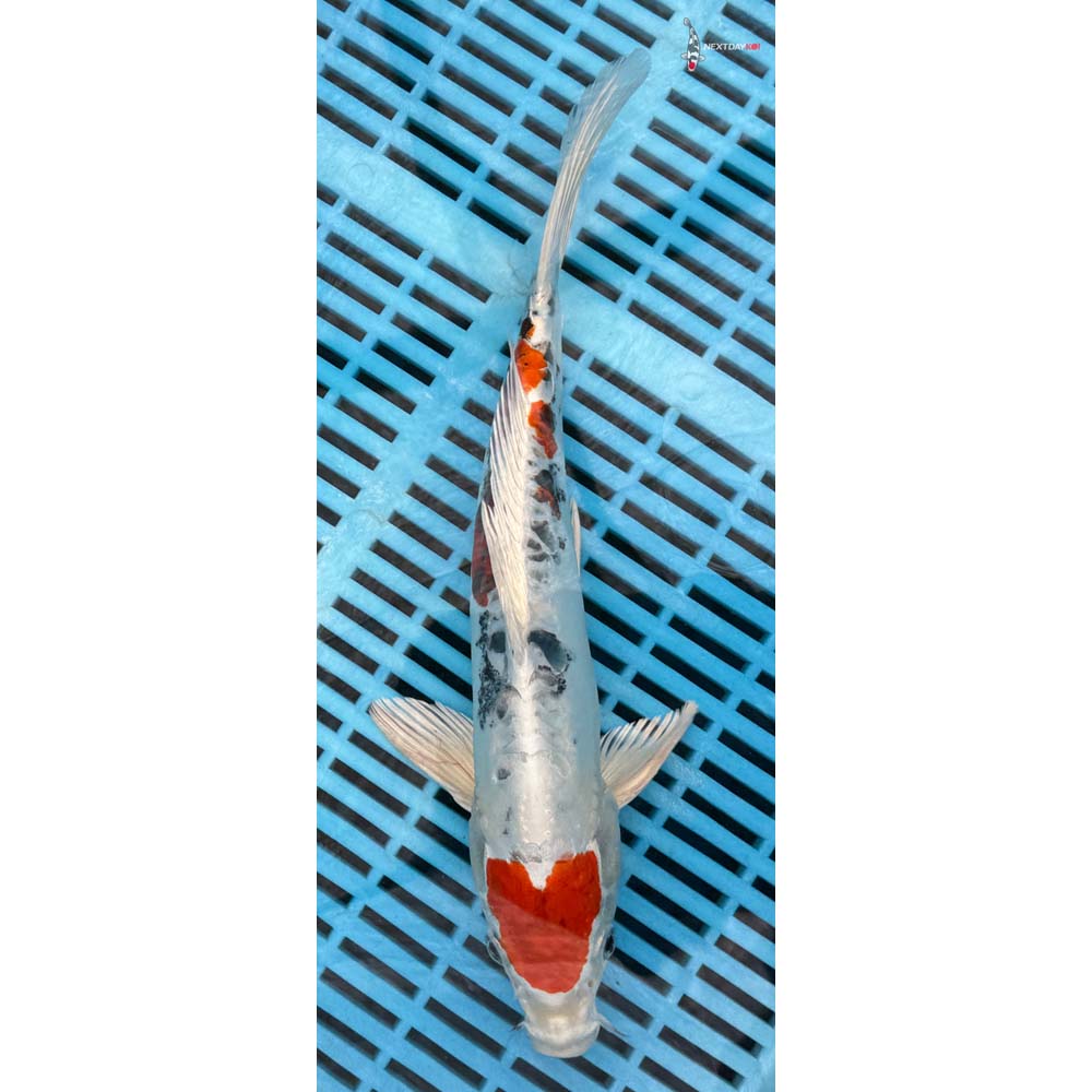 12-14” Imported Heisei Nishiki