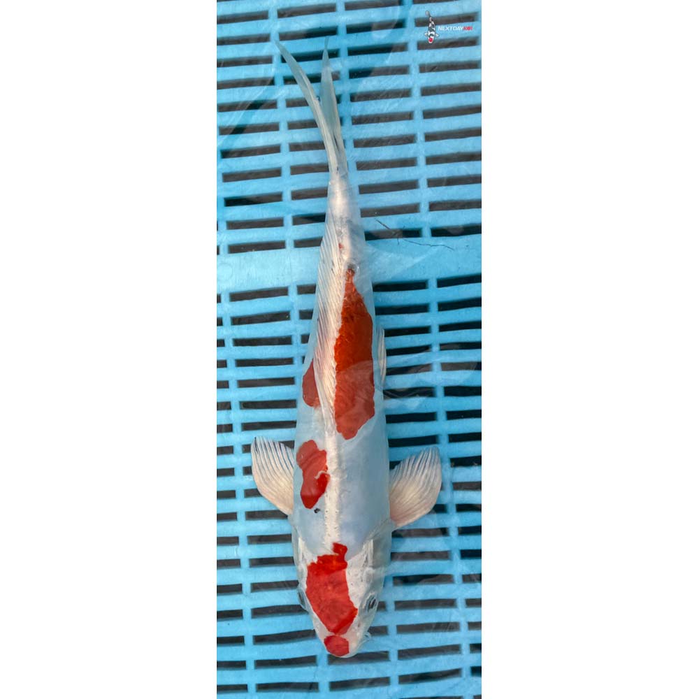 12-14” Imported Kikusui