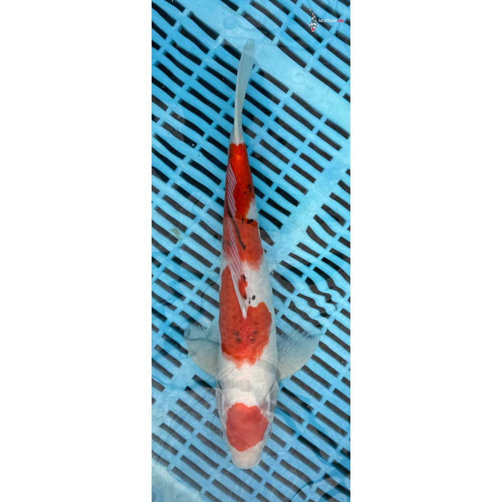 12-14” Imported Sanke