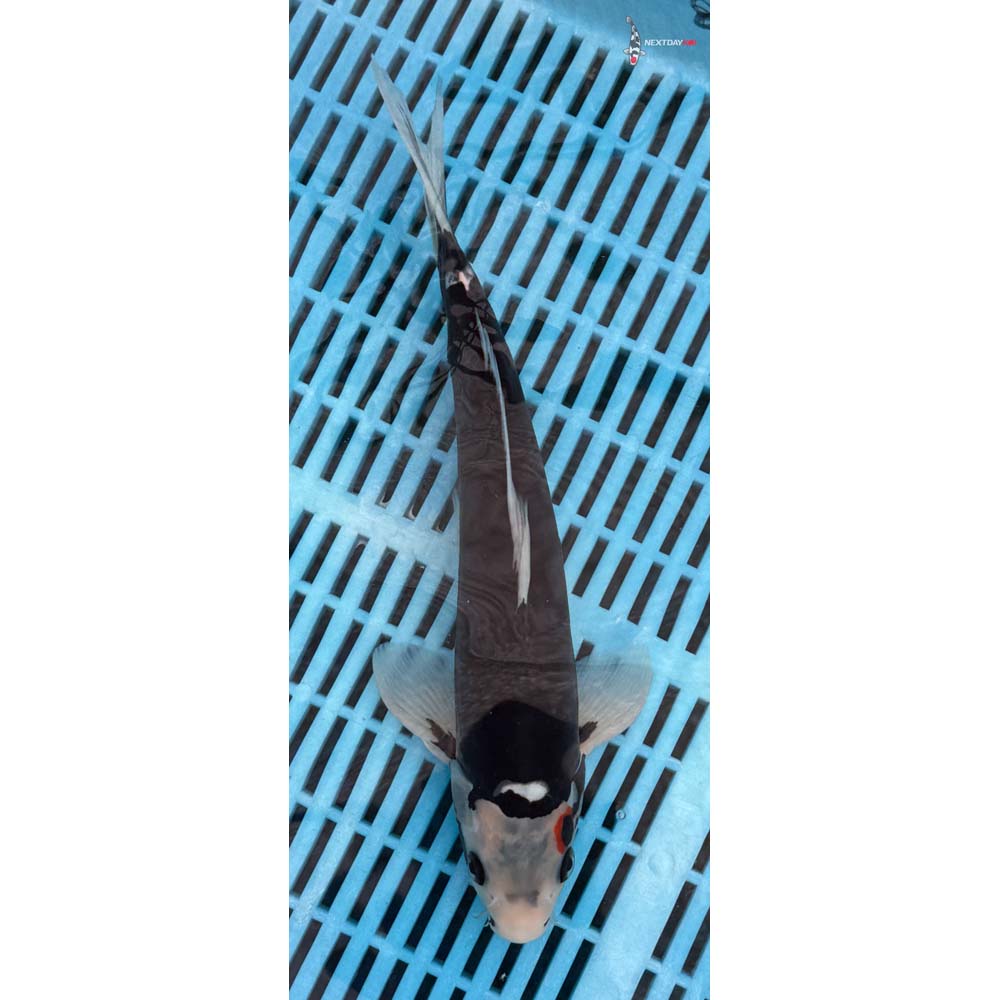 12-14” Imported Beni Kumonryu