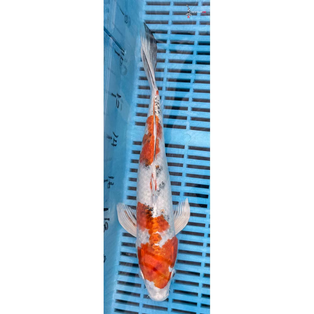 12-14” Imported Yamato Nishiki