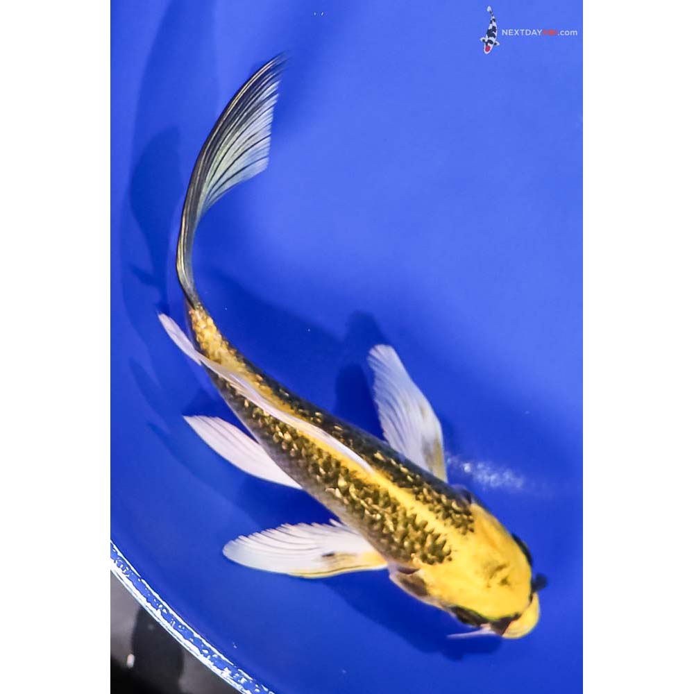 6.5” Imported Gin Rin Kujaku Butterfly Koi