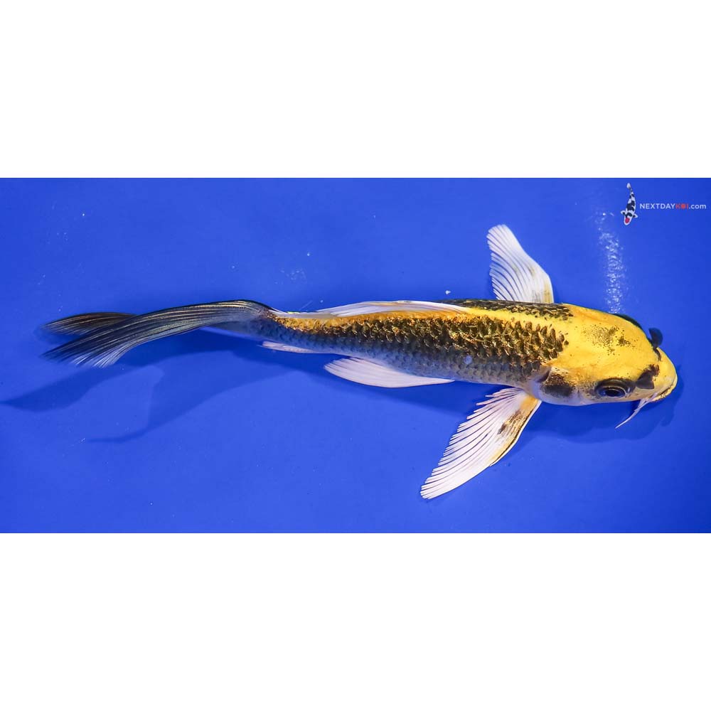 6.5” Imported Gin Rin Kujaku Butterfly Koi