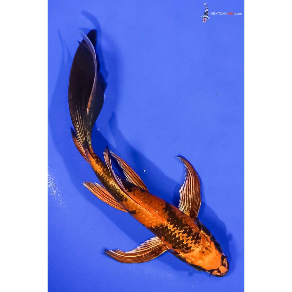 7” Imported Kin Hi Utsuri Butterfly Koi