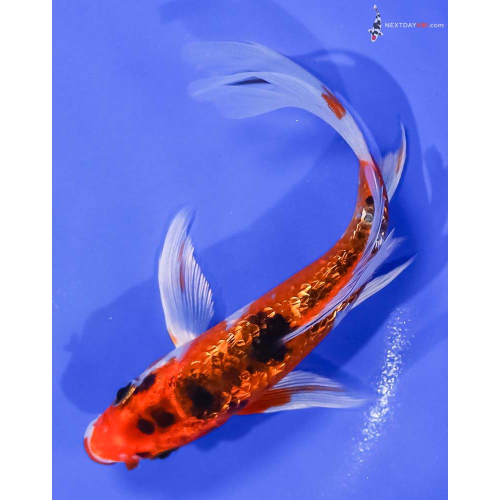 6.5” Imported Gin Rin Yamato Nishiki Butterfly Koi
