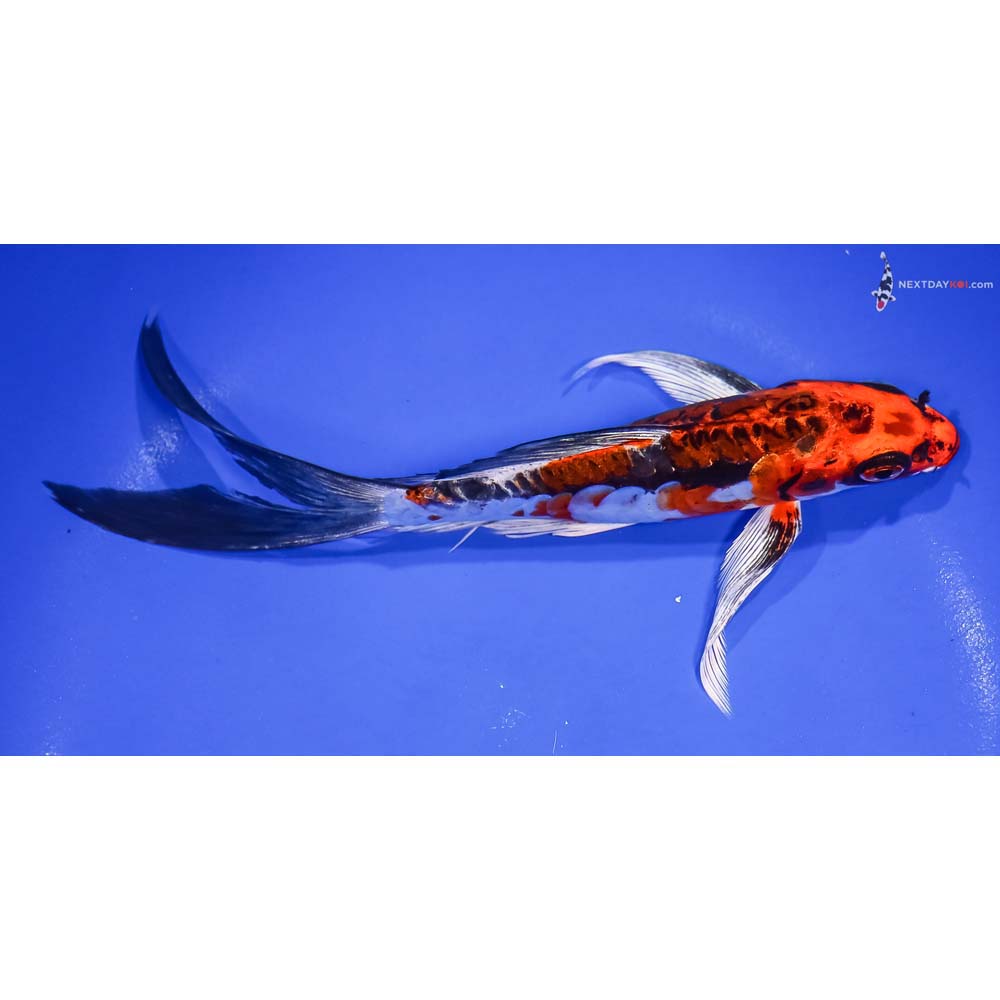 7.5” Imported Kin Kikokuryu Butterfly Koi