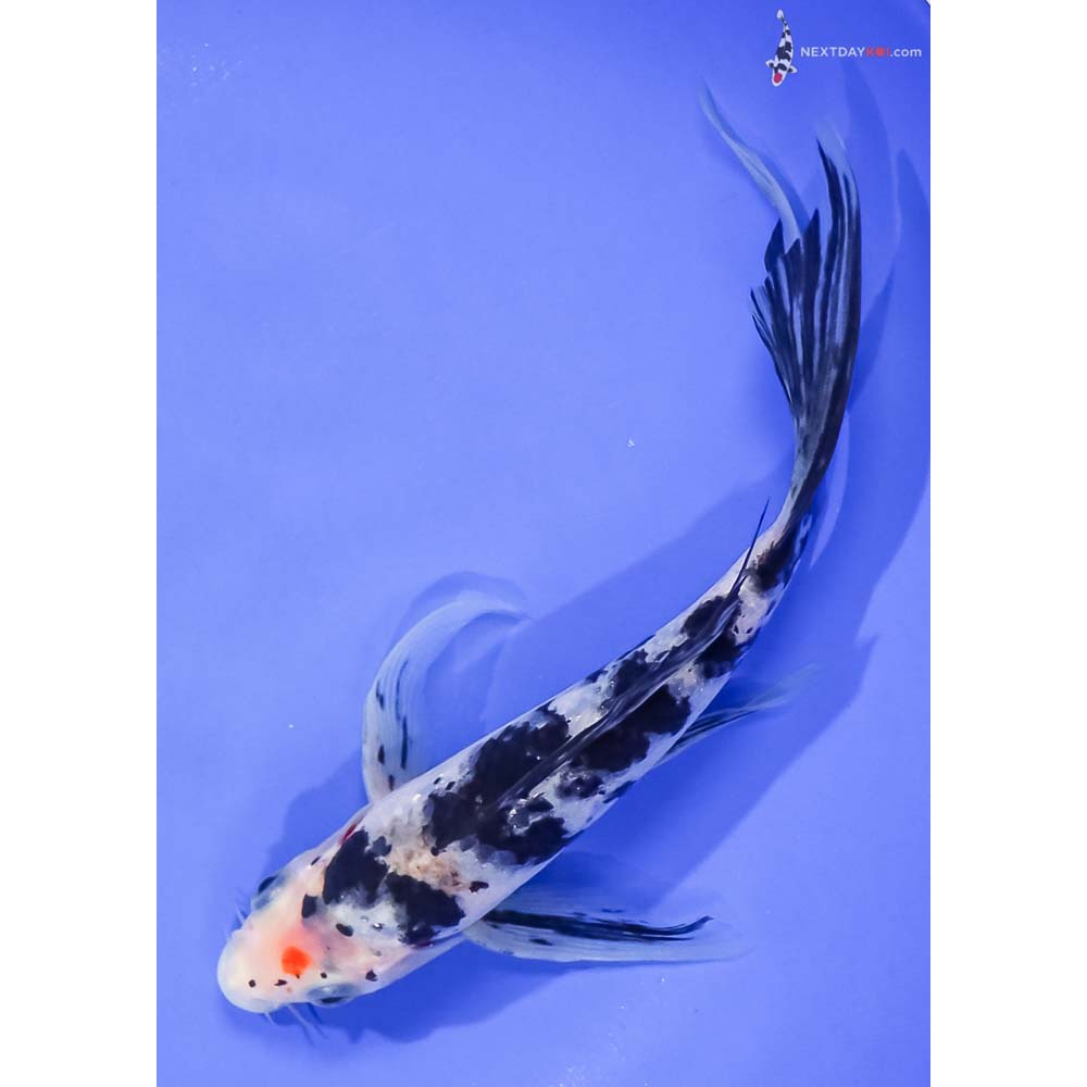 7.5” Imported Sanke Butterfly Koi