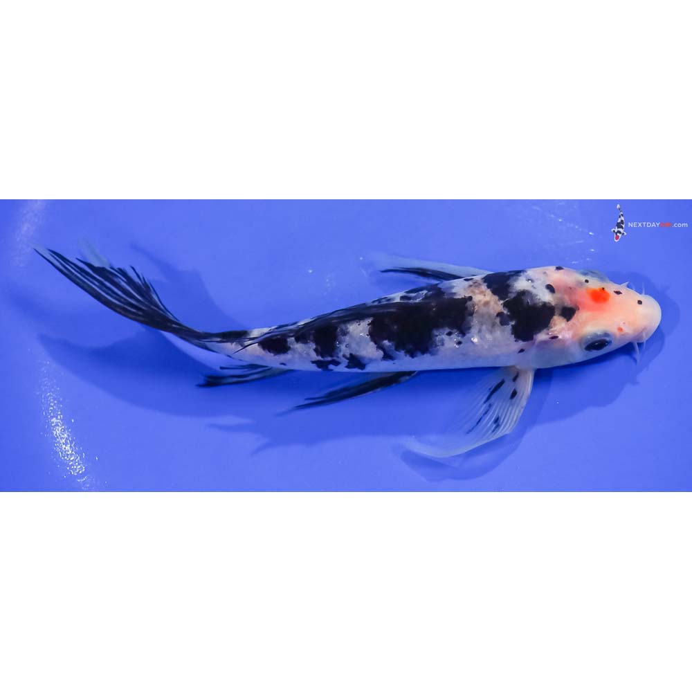 7.5” Imported Sanke Butterfly Koi