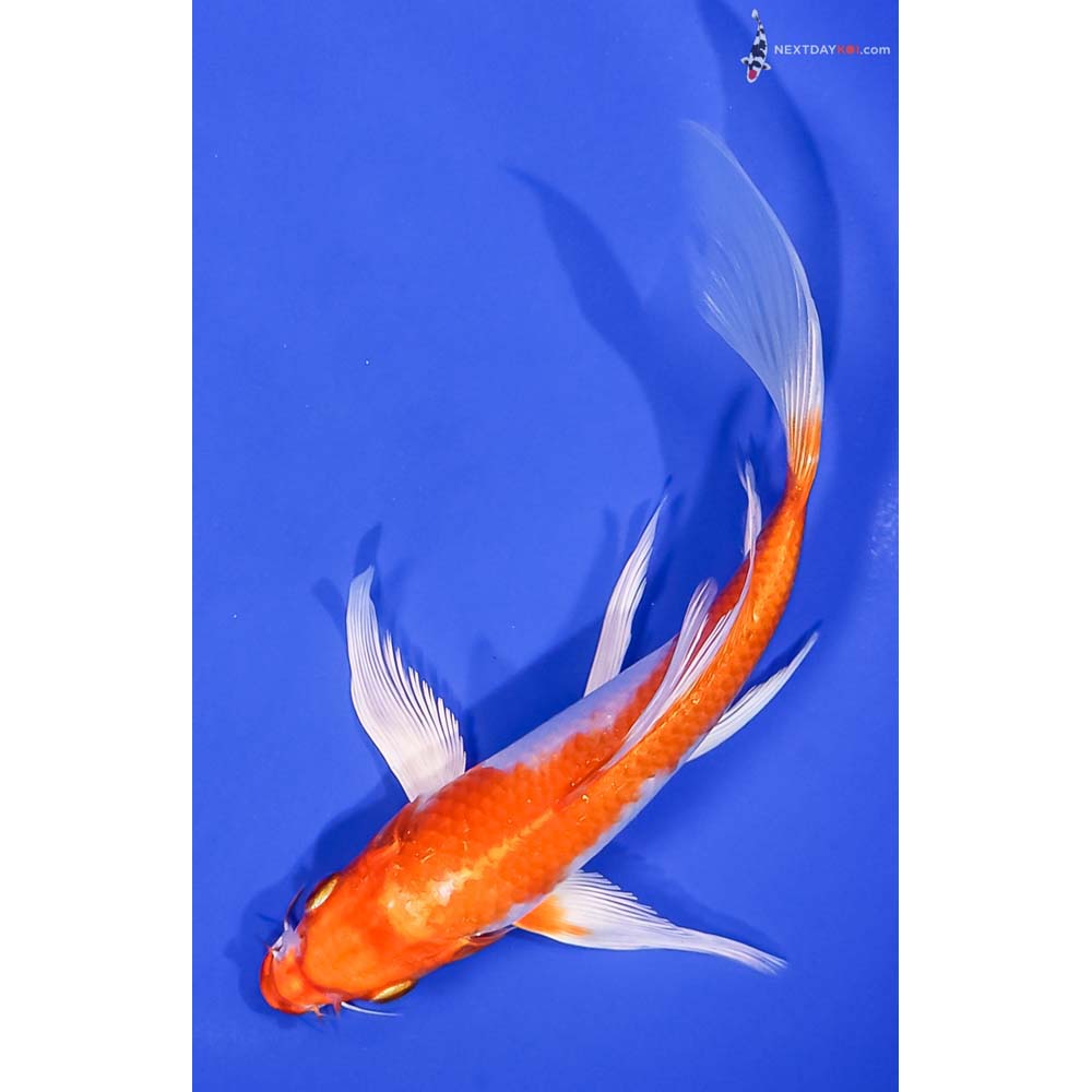 7.5” Imported Hariwake Butterfly Koi