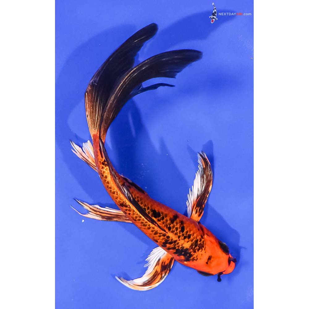 7.5” Imported Kin Aka Bekko Butterfly Koi