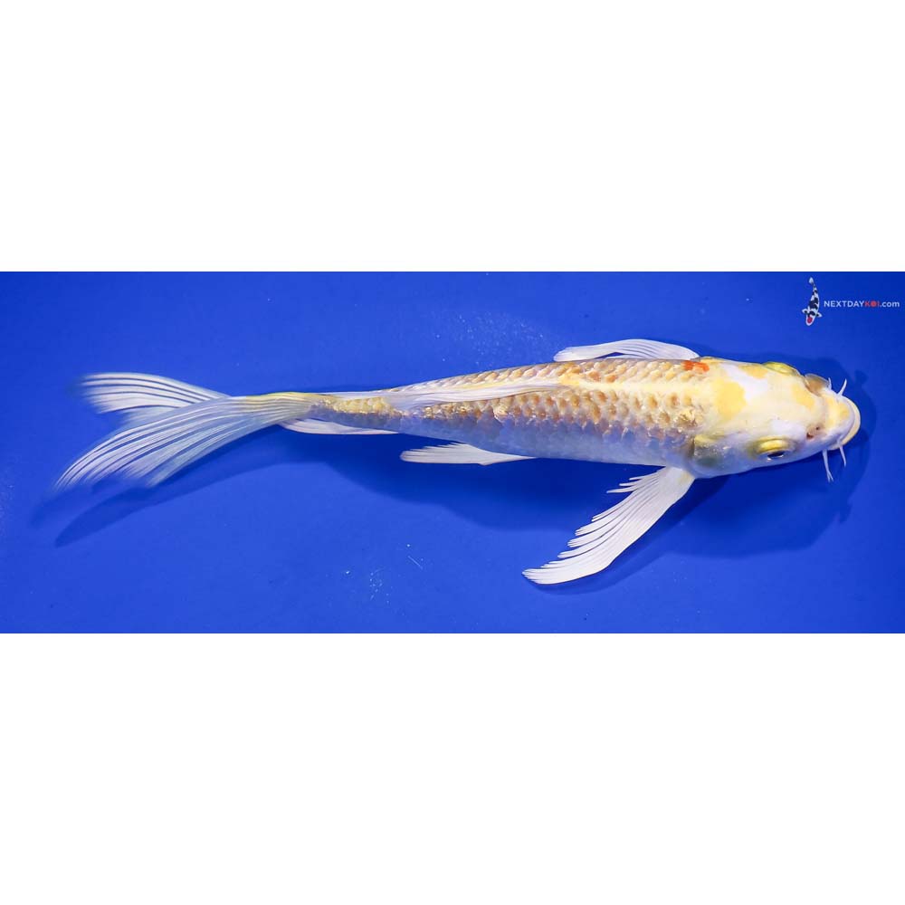 7.5” Imported Gin Rin Lemon Hariwake Butterfly Koi