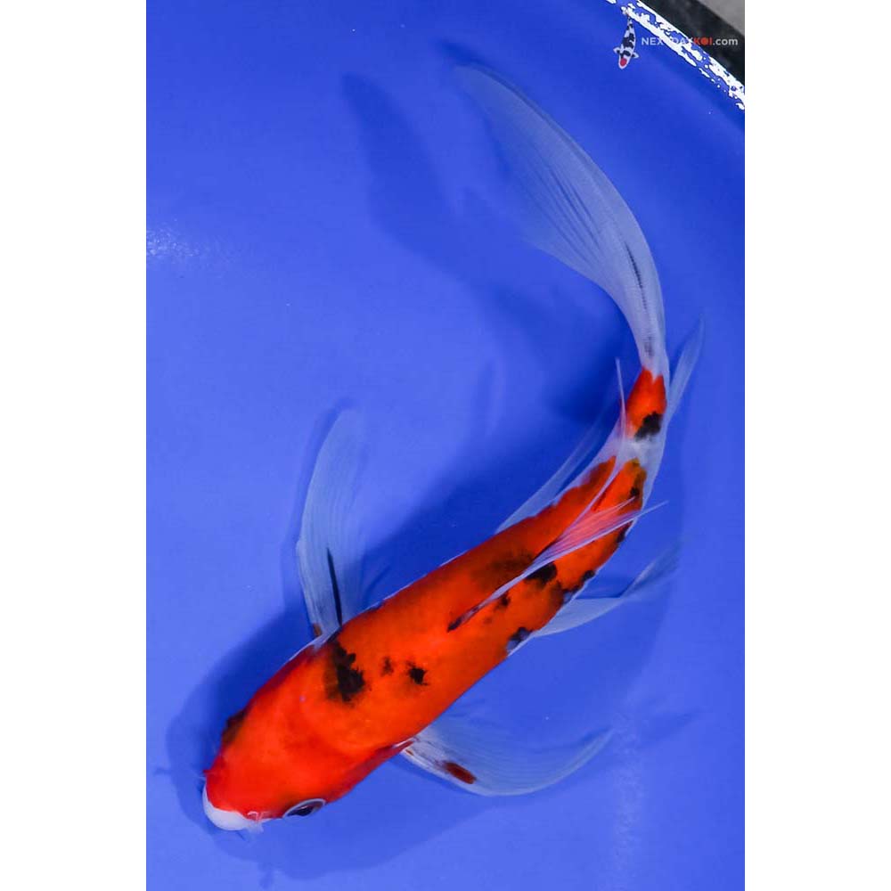 7.5” Imported Aka Sanke Butterfly Koi