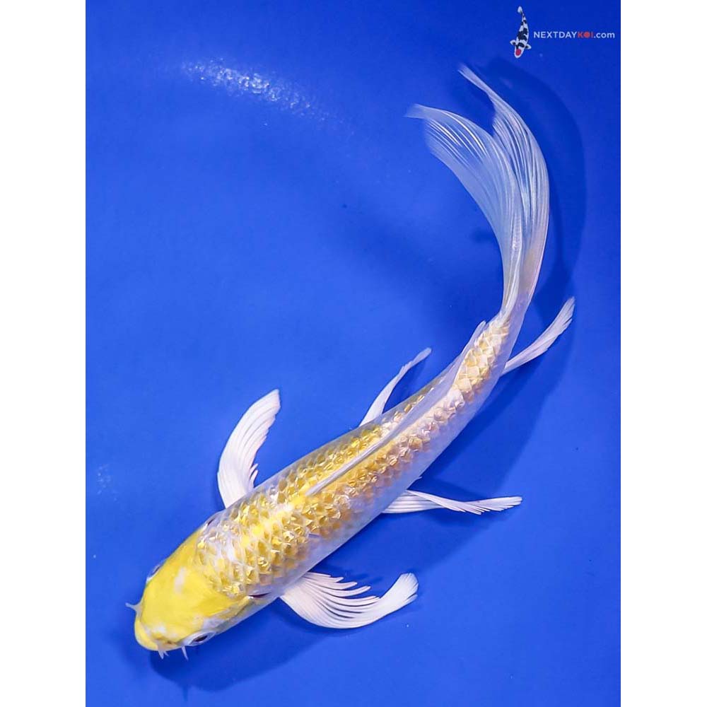6.5” Imported Gin Rin Lemon Hariwake Butterfly Koi