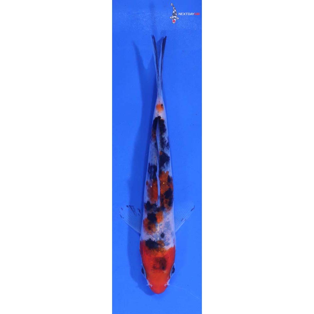 4” Imported Sanke
