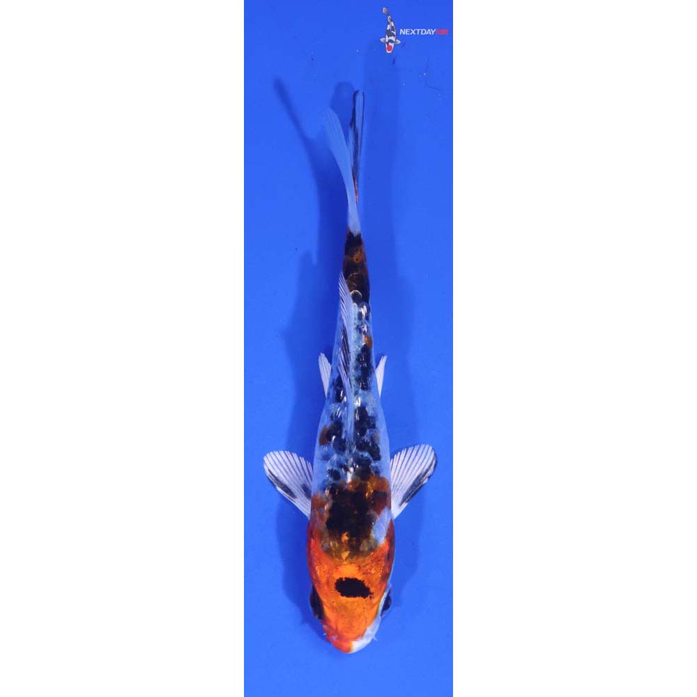 3.5” Imported Gin Rin Armor Scaled Yamato Nishiki