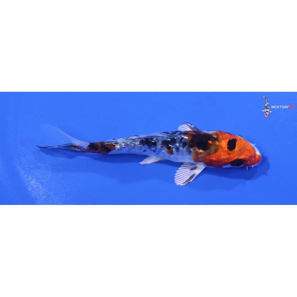 3.5” Imported Gin Rin Armor Scaled Yamato Nishiki